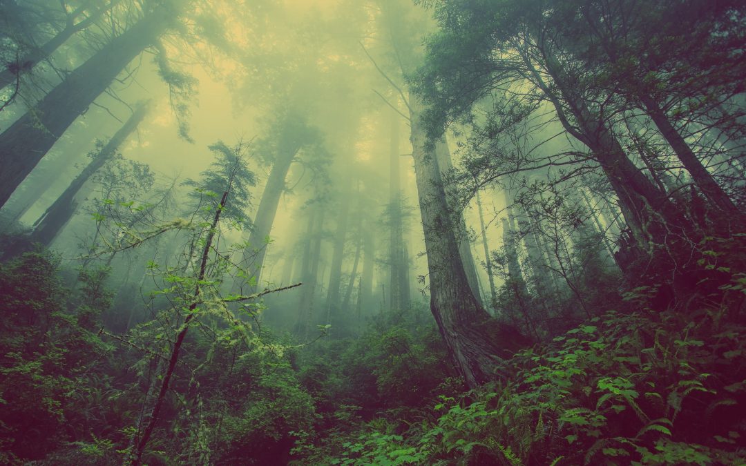 forest 931706 scaled